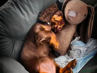 Miniature Dachshund dogs Extensively health tested mini dachshund puppies. - Advert 18