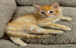 Mixed Breed cats for sale: GORGEOUS SIBERIAN X KITTENS  - Image 4