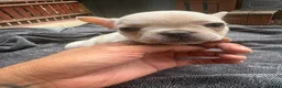 French Bulldog dogs for sale: Beautiful French bulldogs in Ilford - Advert 11