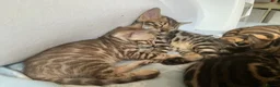 Bengal cats for sale: Adorable Bengal kittens pedigree ready to reserve - Advert 7