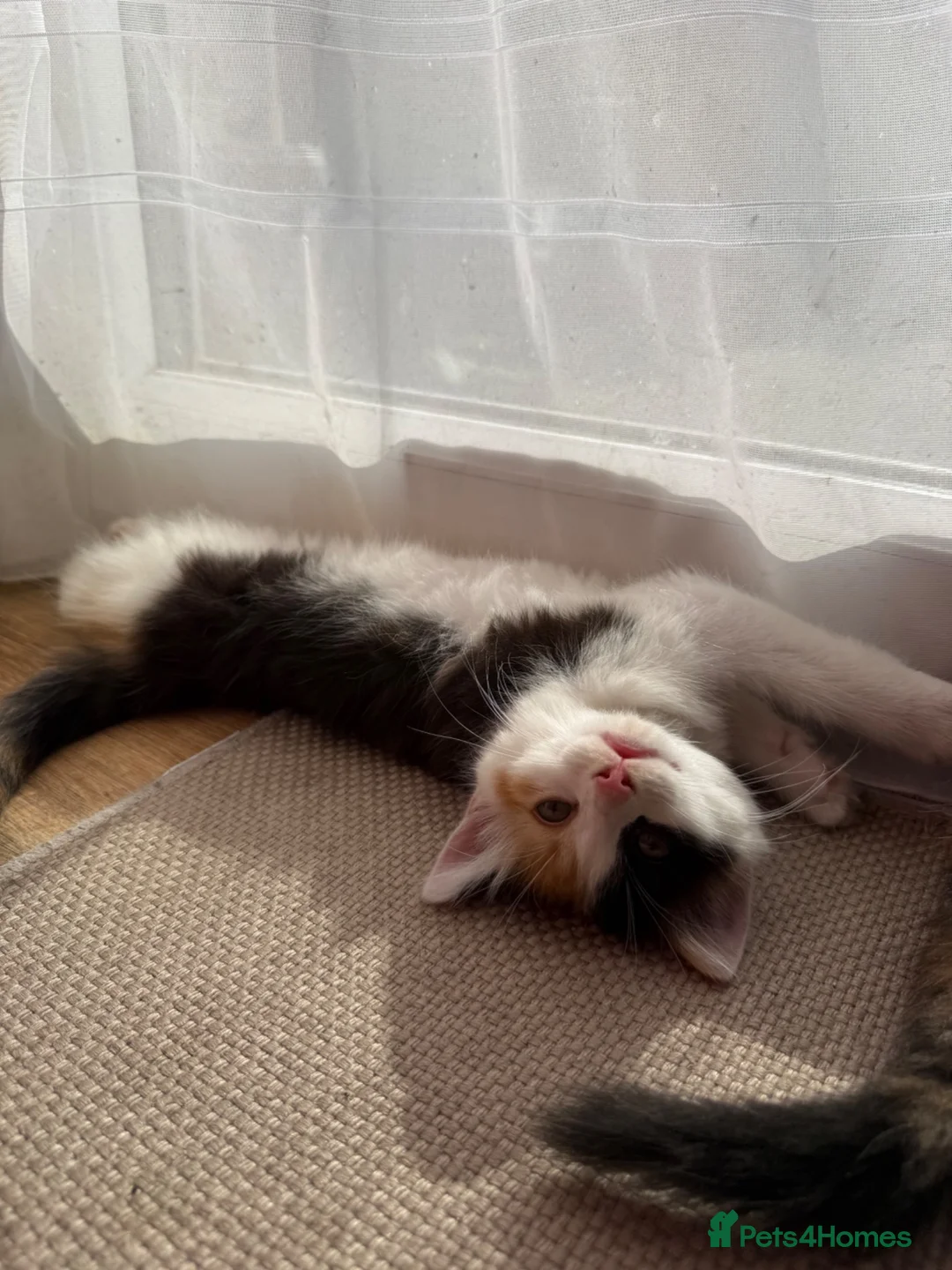 Mixed Breed cats for sale: Last Available Kitten Looking for Forever Home - Advert 24