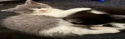 Mixed Breed cats for sale: BBSH mixed breed 5 kittens grey black white grey  - Advert 20