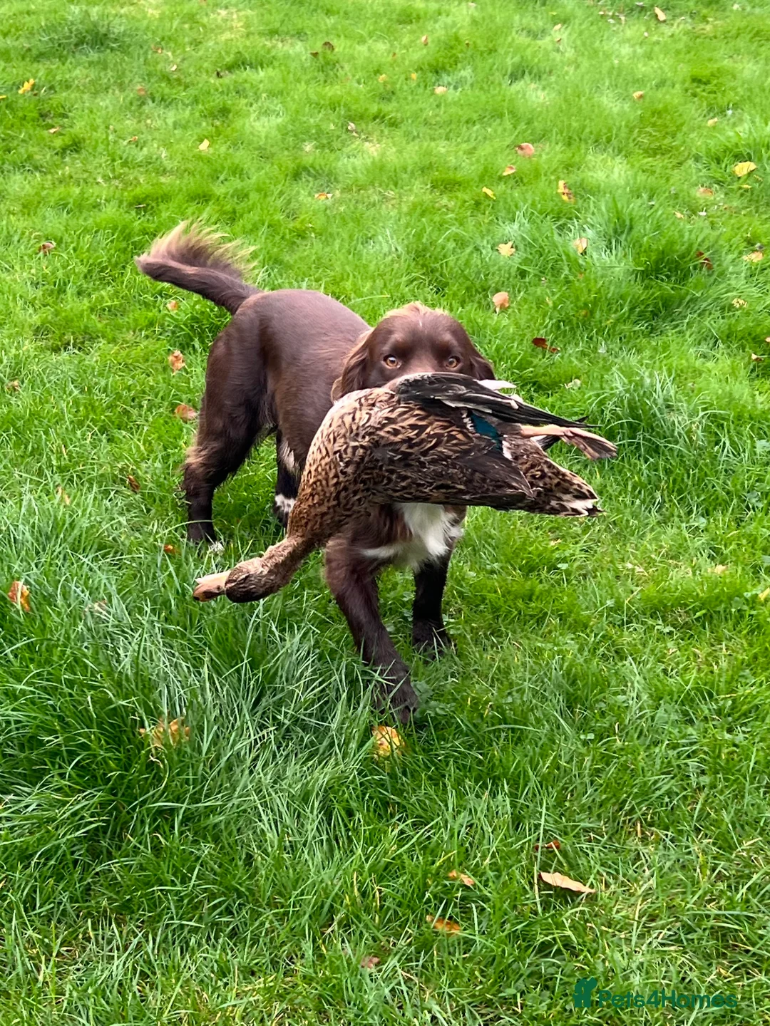 Sprocker dogs for stud: Health tested sprocker for stud in Shrewsbury - Advert 22