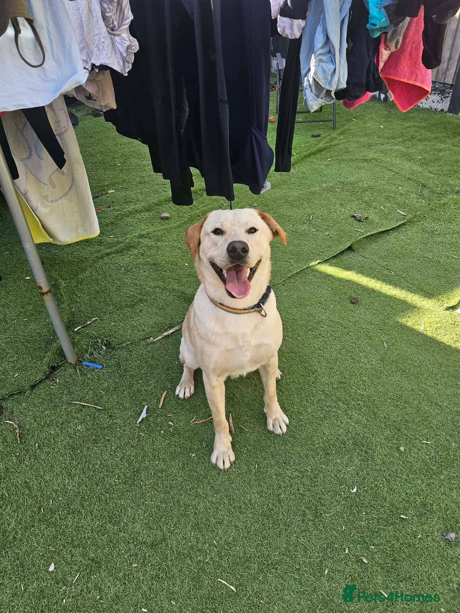 Labrador Retriever dogs 1 year old labrador  - Advert 9