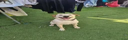 Labrador Retriever dogs for sale: 1 year old labrador  - Advert 1