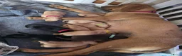 Labrador Retriever dogs for sale: Litter of beautiful labradors puppies - Advert 1