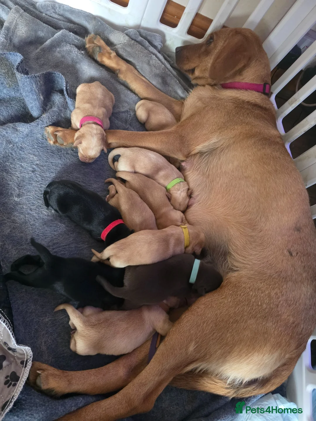 Labrador Retriever dogs for sale: Litter of beautiful labradors puppies - Advert 1