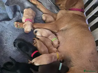 Labrador Retriever dogs Litter of beautiful labradors puppies - Advert 1