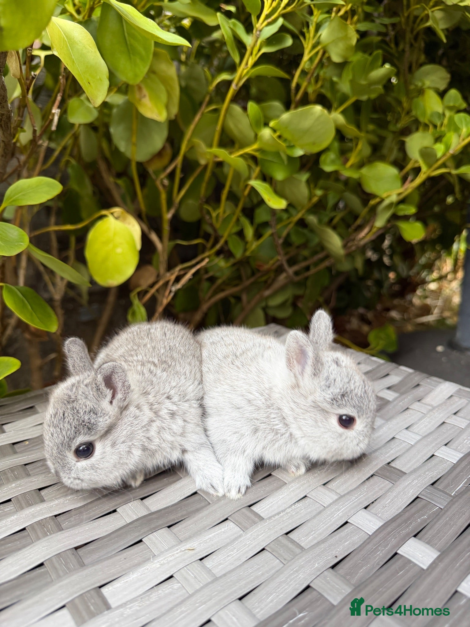 Netherland Dwarf rabbits Purebred Netherland Dwarf - Advert 2