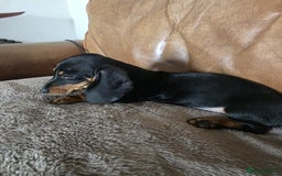 Miniature Dachshund dogs for sale: Mini dachshund boy and girl  - Image 6