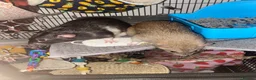 Rat rodents for sale: Pet rats  in Hatfield - Advert 3