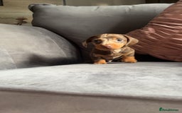Miniature Dachshund dogs for sale: 5 gorgeous mini dachshund puppies - Image 5
