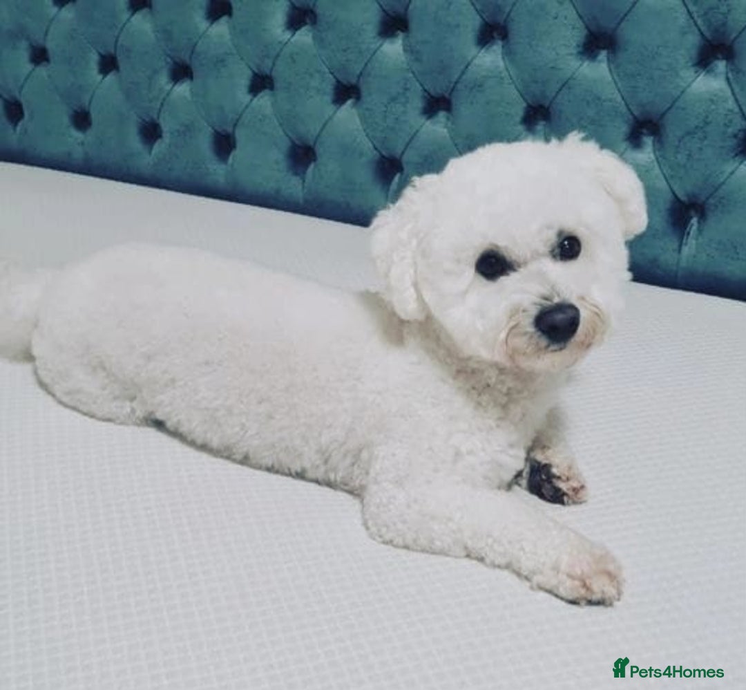Bichon Frise dogs for sale: Pure White Bishon Frise - Advert 16