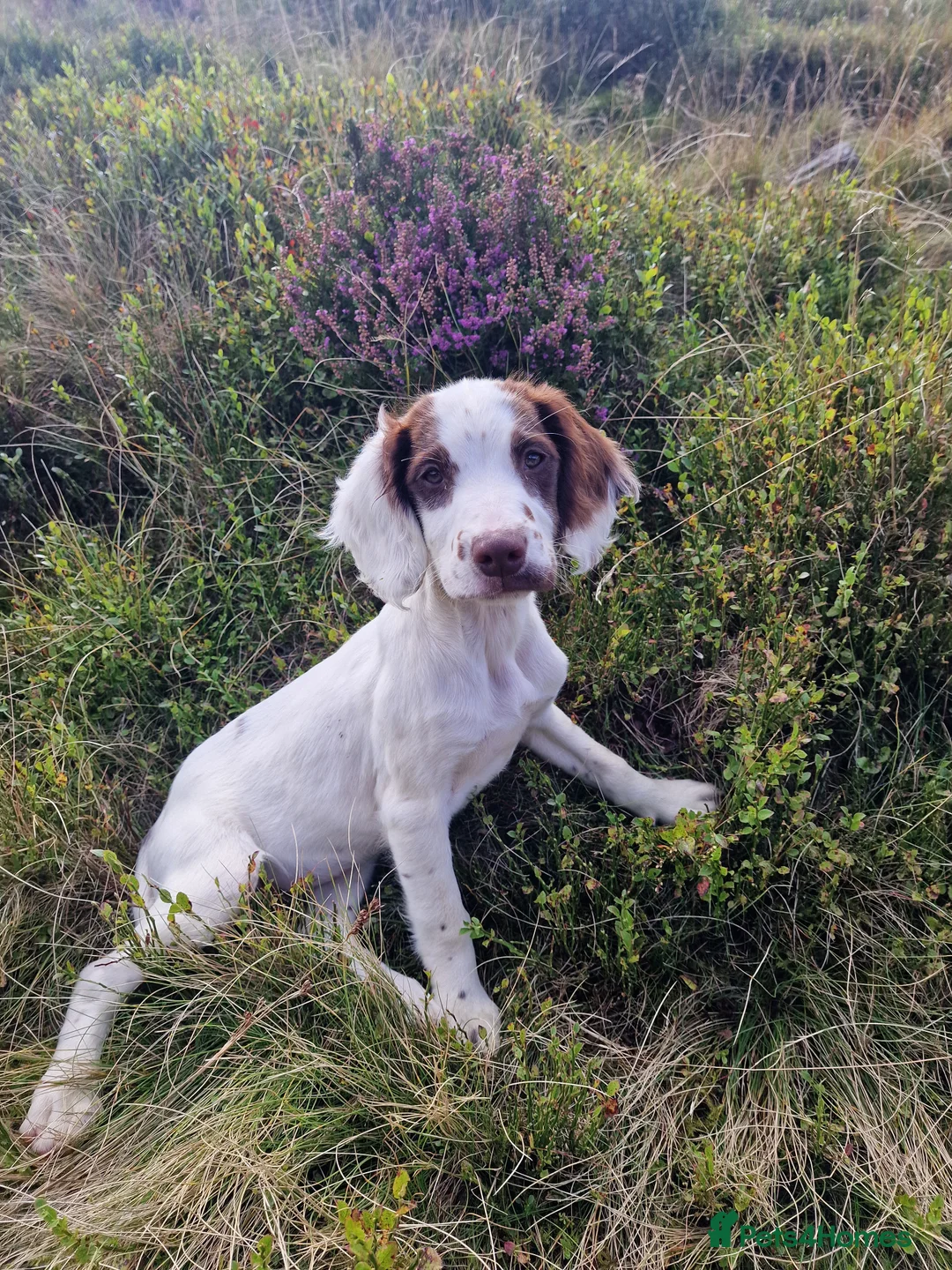 English Springer Spaniel dogs for sale: KC registered English Springer Spaniel puppies. - Advert 2