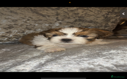 Shih Tzu dogs for sale: Shih tzu puppies - Image 3