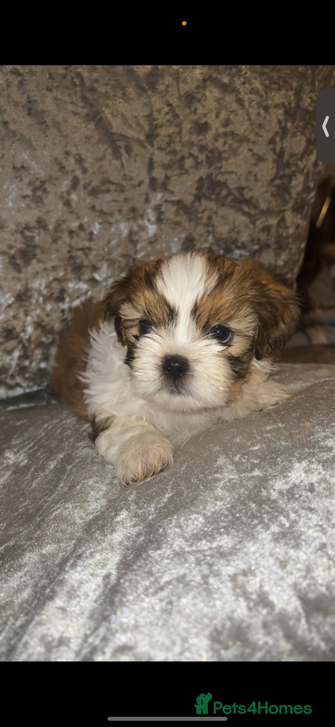 Shih Tzu dogs for sale: Shih tzu puppies - Image 3