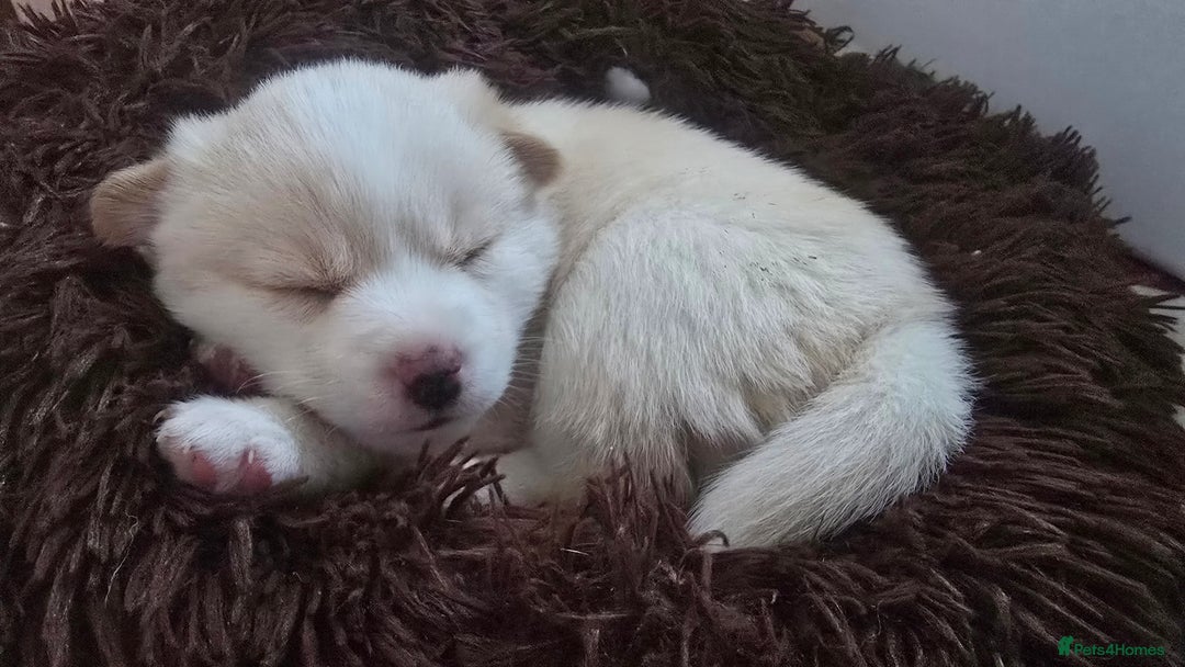 Pomsky dogs for sale: Pomsky Puppies for Sale - Advert 16