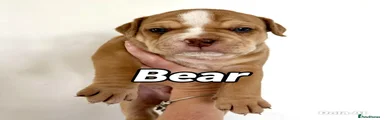 Bear