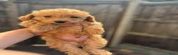 Toy Poodle dogs for sale: Beautiful Asian puppies 🐻❤️ - Advert 4