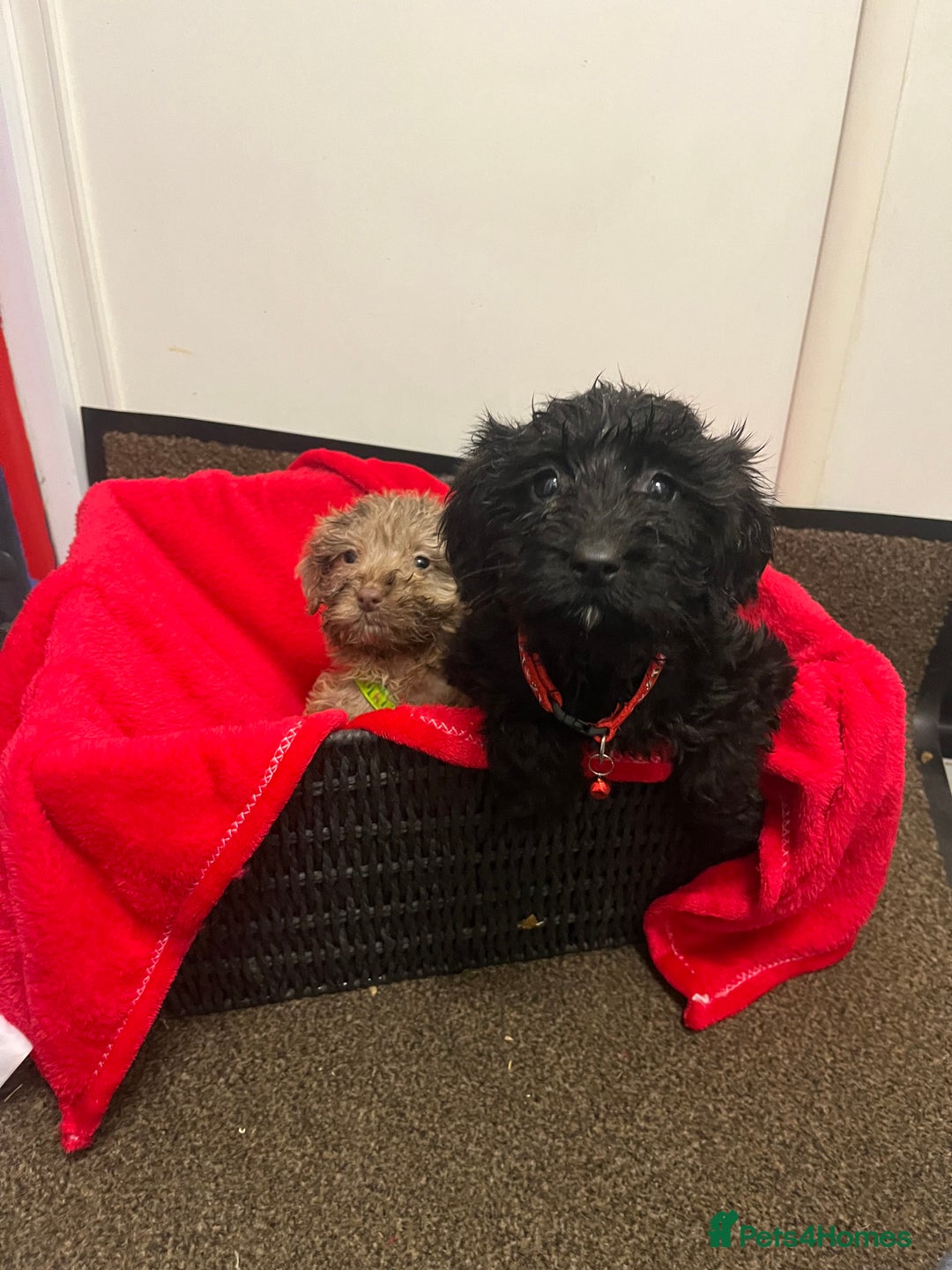 Sproodle dogs for sale: 7 beautiful sproodle puppies  - Advert 5