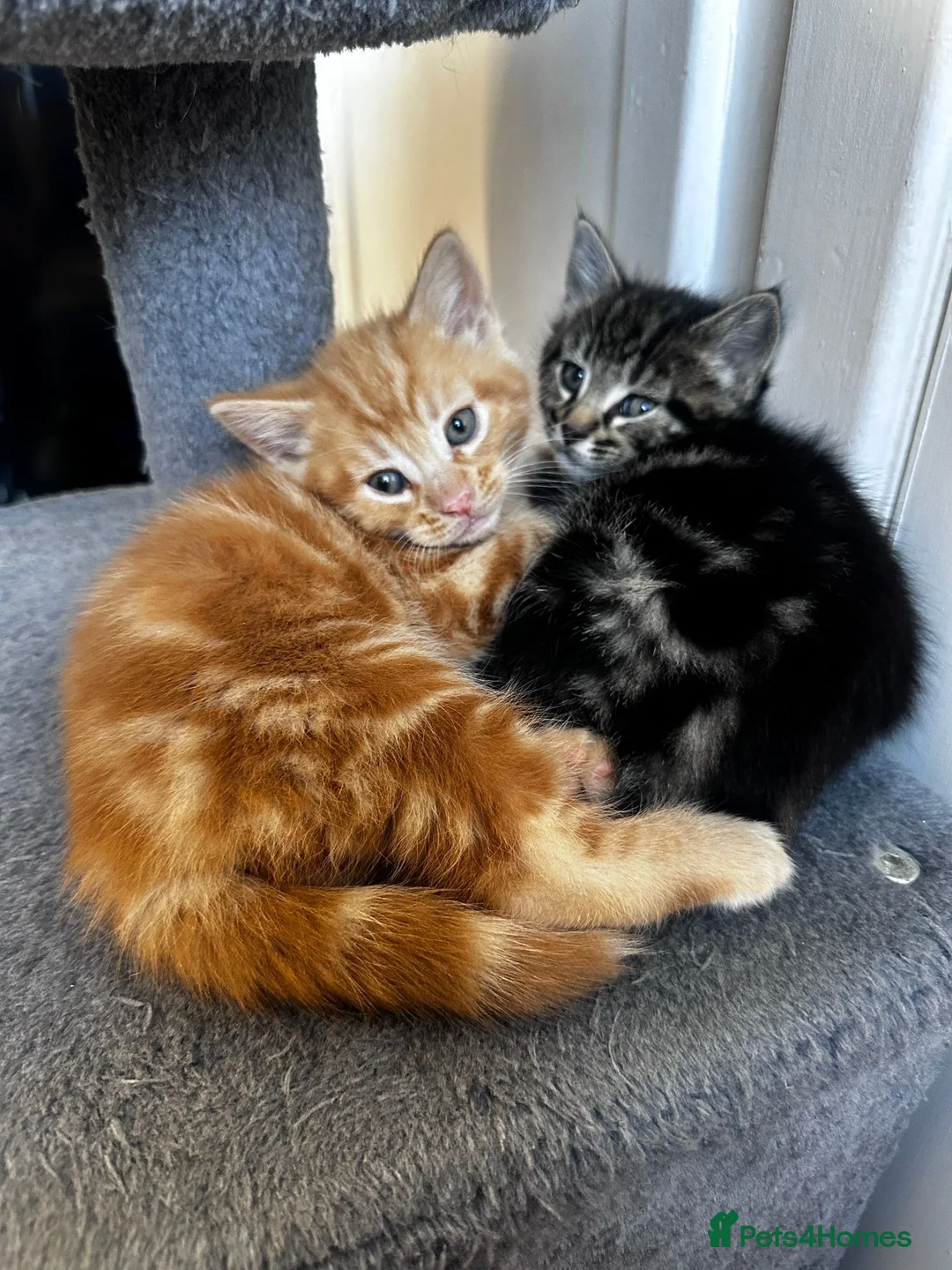 Mixed Breed cats for sale: 4 kittens  - Advert 2