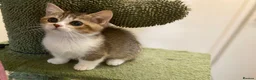Munchkin cats for sale: Full Pedigree Munchkin Kittens - Advert 19