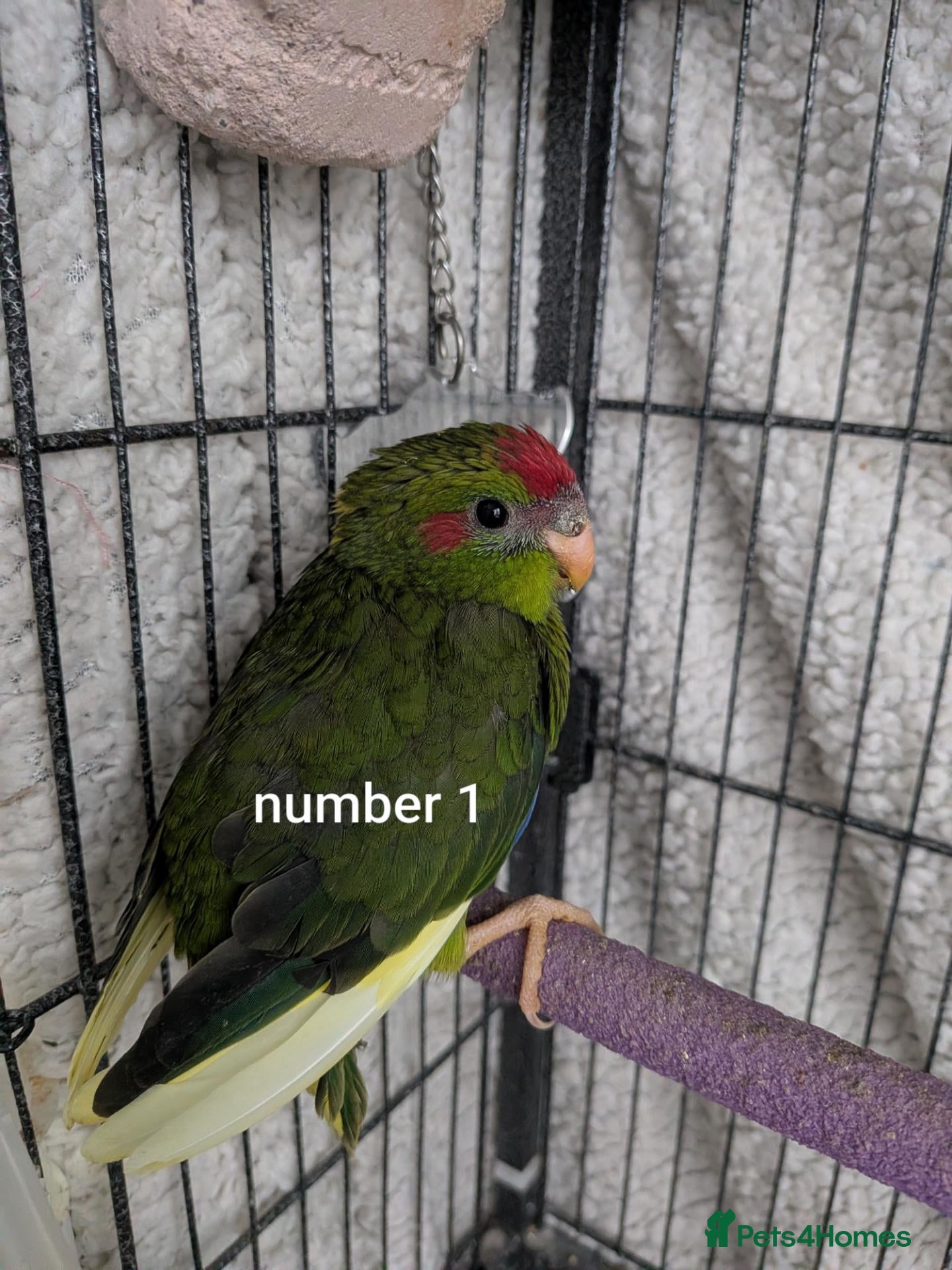 Parrots birds Baby kakarikis (small parrot) - Advert 9
