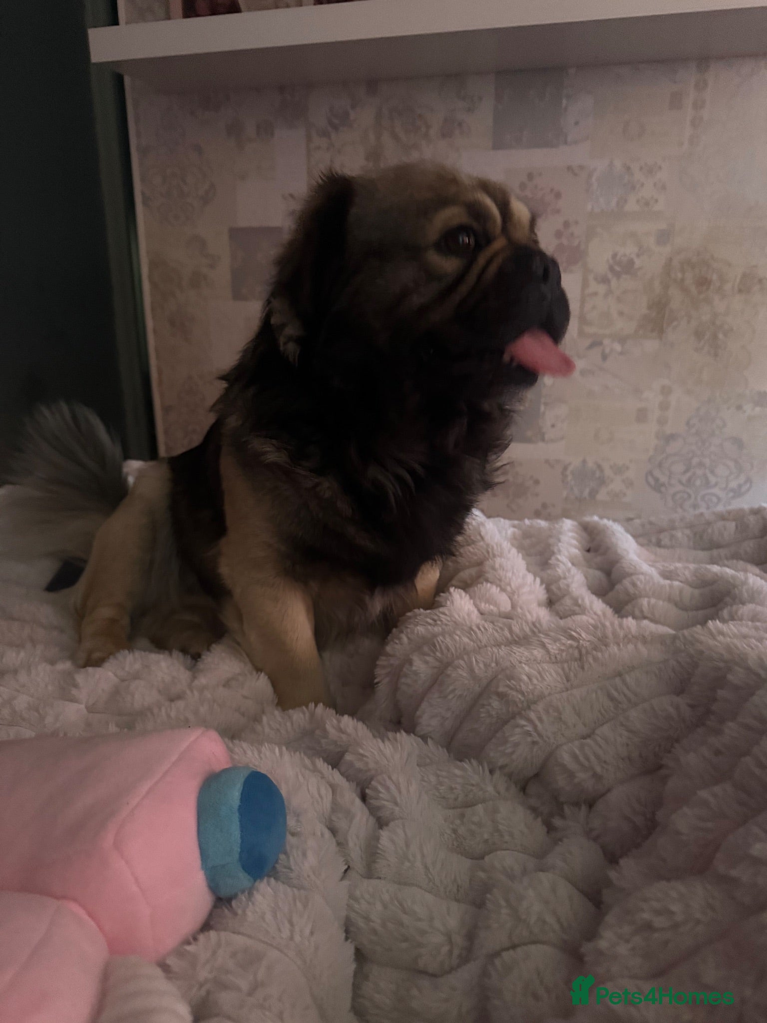 Mixed Breed dogs Gizmo - Advert 1
