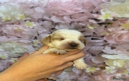 Beagle dogs for sale: KC Registered & Health Tested Puppies - Image 18