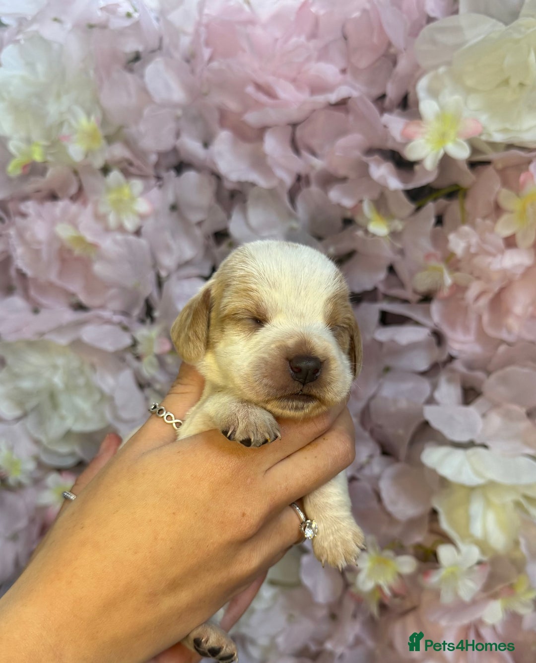 Beagle dogs for sale: KC Registered & Health Tested Puppies - Image 18