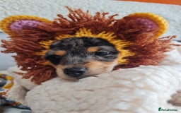 Chipoo dogs for sale: 4  Stunning chipoo puppies  - Image 17