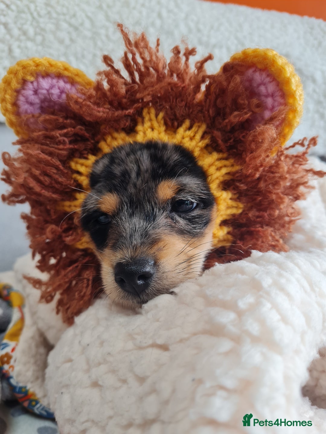 Chipoo dogs for sale: 4  Stunning chipoo puppies  - Image 17