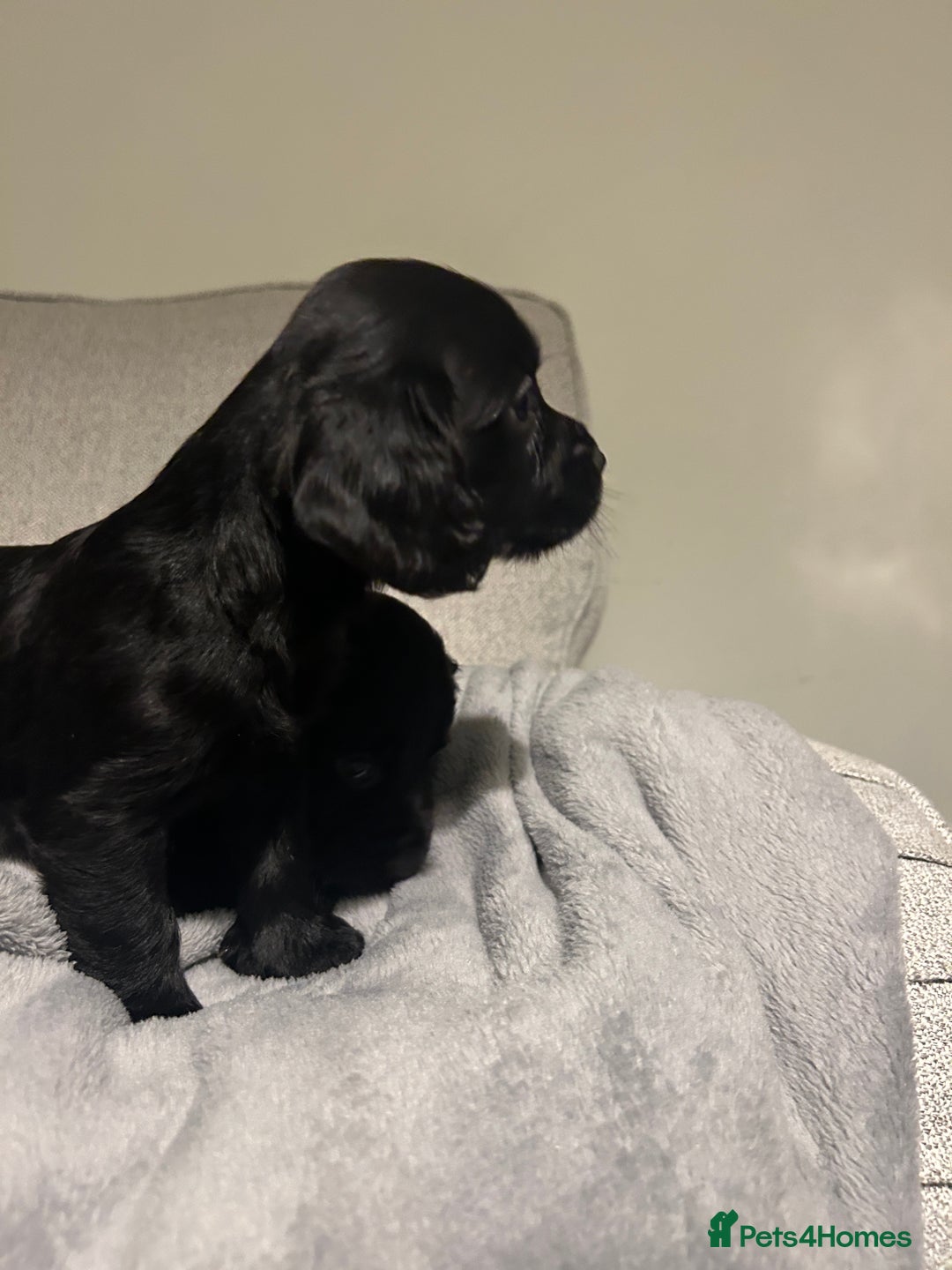 Cocker Spaniel dogs for sale: KC Registered Black Cocker Spaniels - Advert 4