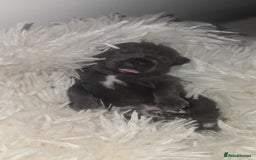 Staffordshire Bull Terrier dogs for sale: Staffordshire bull terrier  - Advert 9