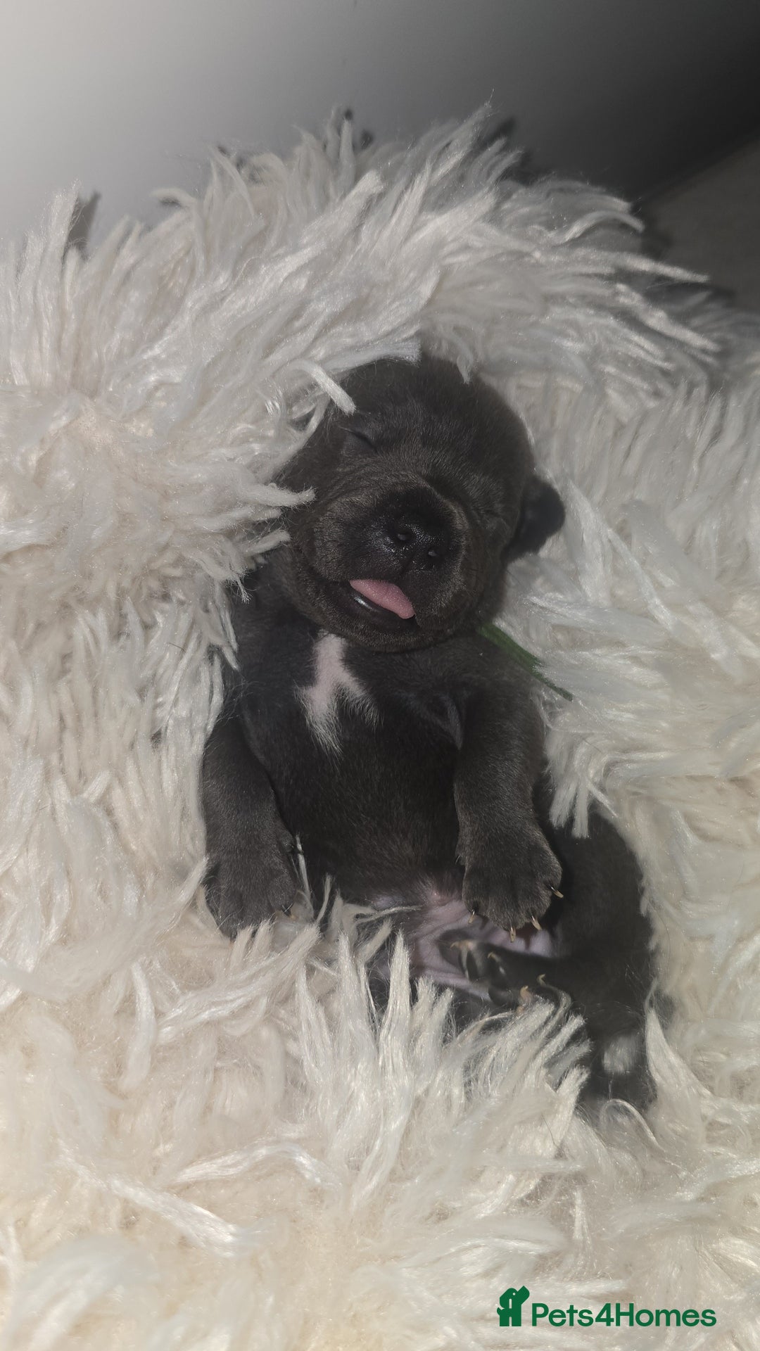 Staffordshire Bull Terrier dogs for sale: Staffordshire bull terrier  - Advert 9