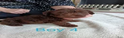 Norfolk Terrier dogs for sale: Norfolk Terrier Puppies - Advert 3