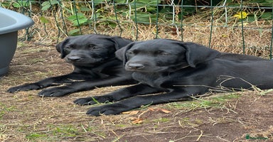 Labrador Retriever dogs - Advert 1