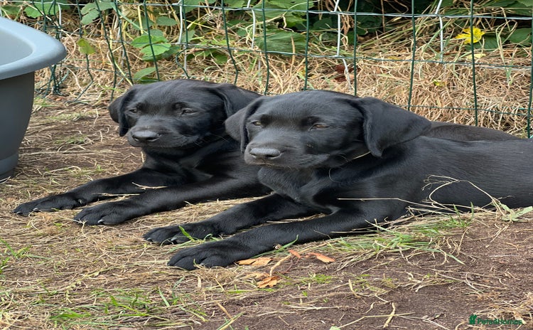 Labrador Retriever dogs - Advert 6