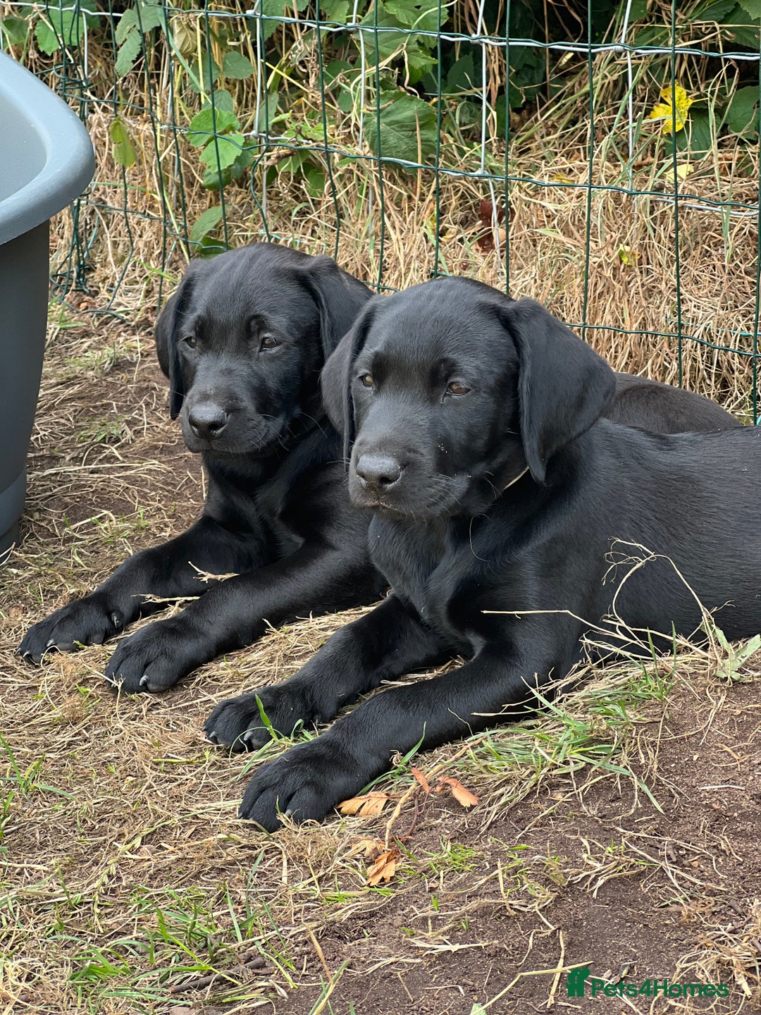 Labrador Retriever dogs for sale: 🐾Ready Now🐾Black Male FTCH Pedigree Forward Pups - Image 16
