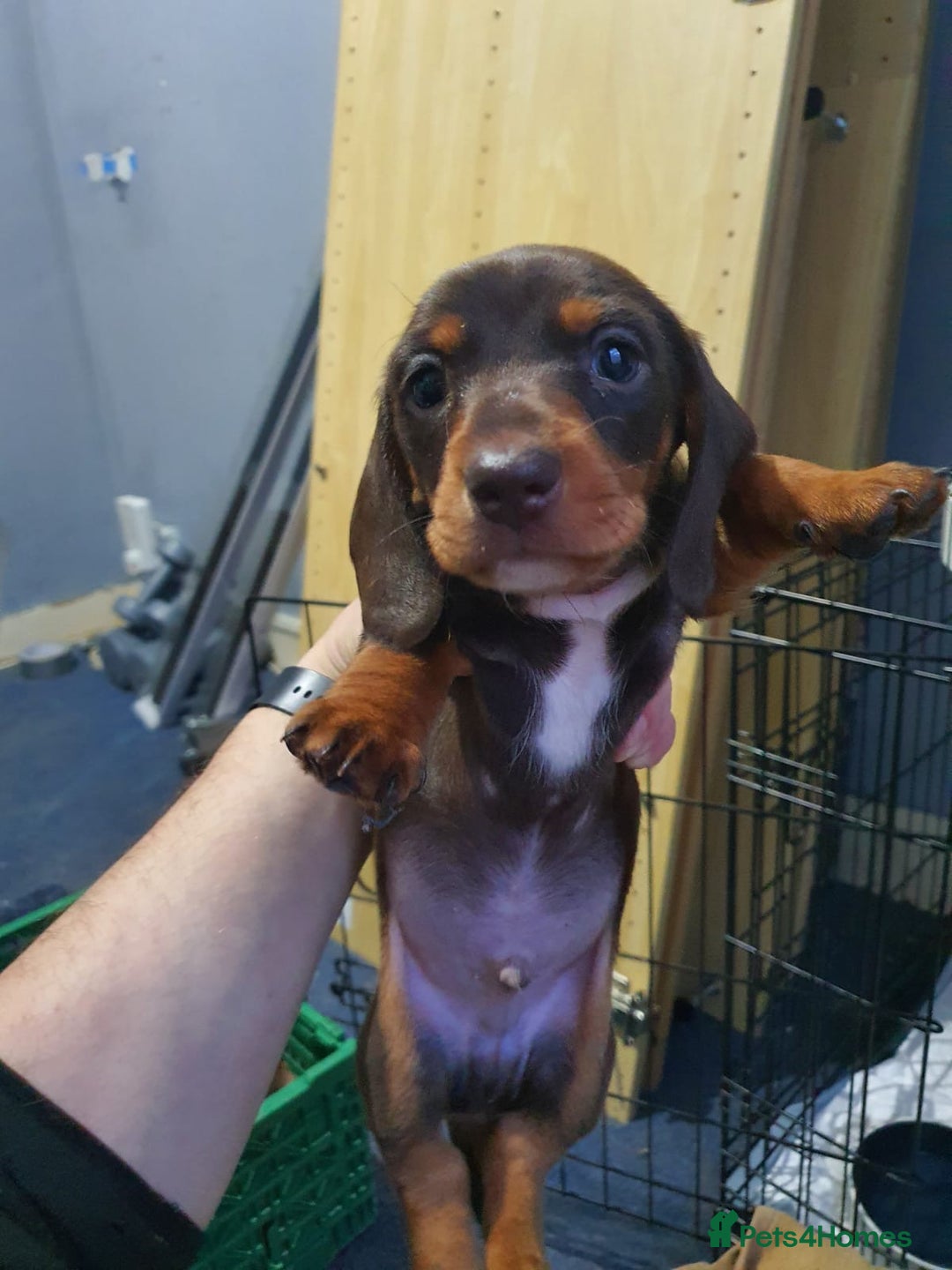 Miniature Dachshund dogs for sale: Two stunning miniature dachshunds lefts - Advert 7