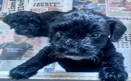 Cockapoo dogs for sale: Adorable F2 Cockapoos Puppies - Image 7