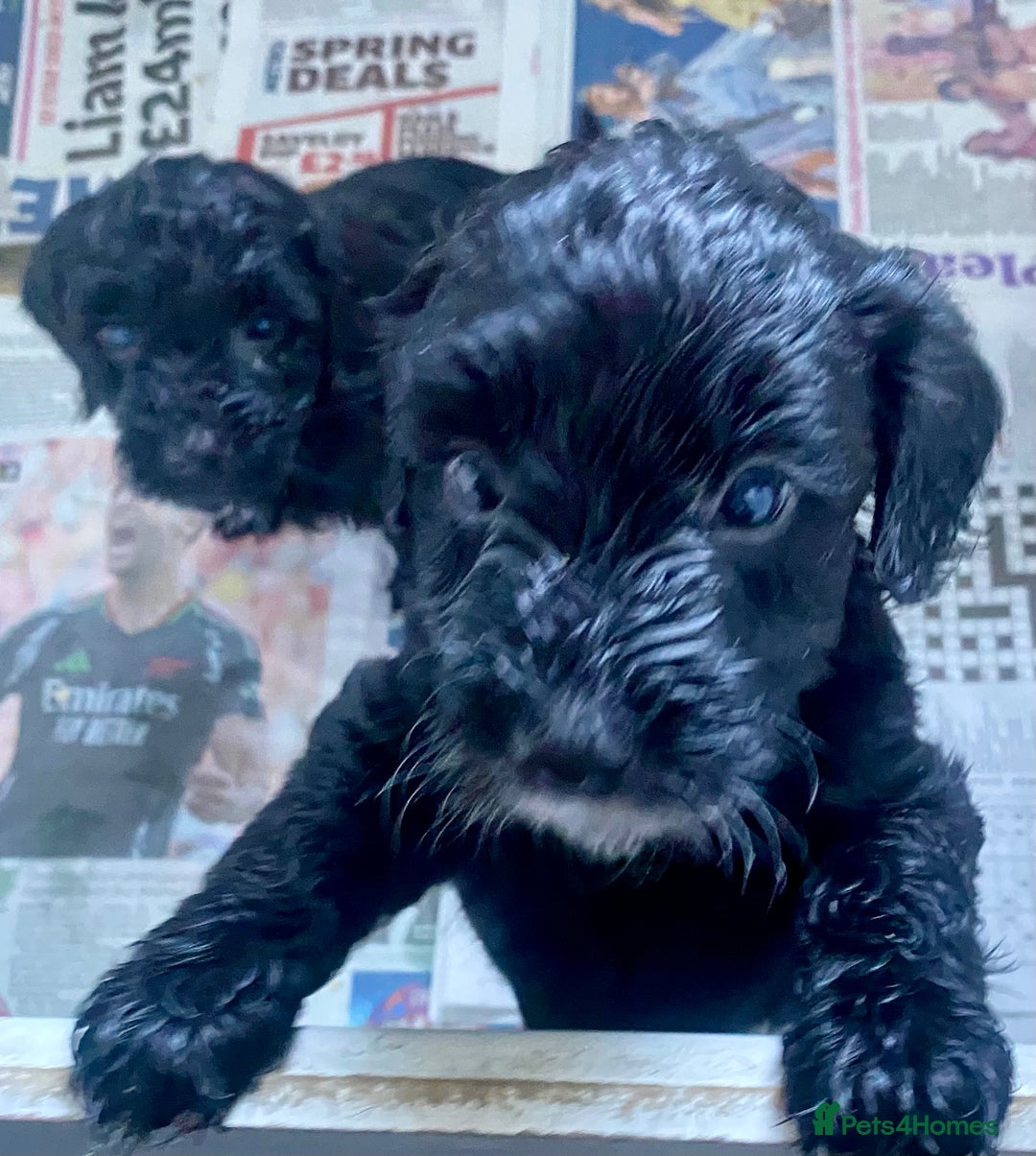 Cockapoo dogs for sale: Adorable F2 Cockapoos Puppies - Image 7