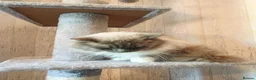 Ragdoll cats for sale: Gorgeous Male Ragdoll for sale  - Advert 5