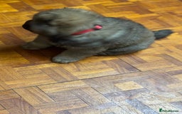 Chow Chow dogs for sale: Puppies looking for new home - Image 30