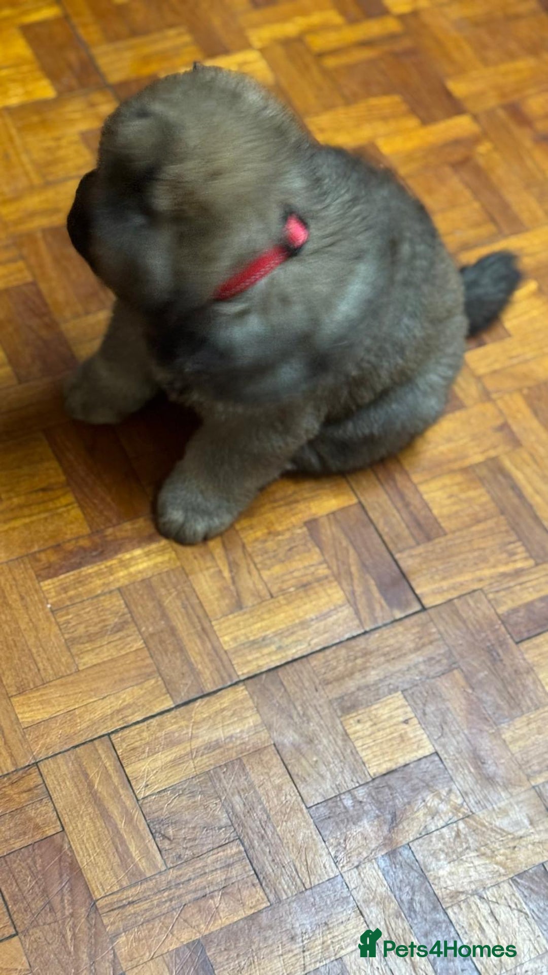 Chow Chow dogs for sale: Puppies looking for new home - Image 30