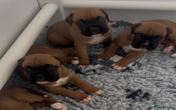 Boxer dogs for sale: KC bobtail pups heartscore 0, CHAMPION lines - Image 4