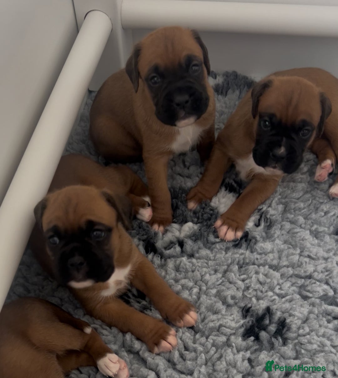 Boxer dogs for sale: KC bobtail pups heartscore 0, CHAMPION lines - Image 4