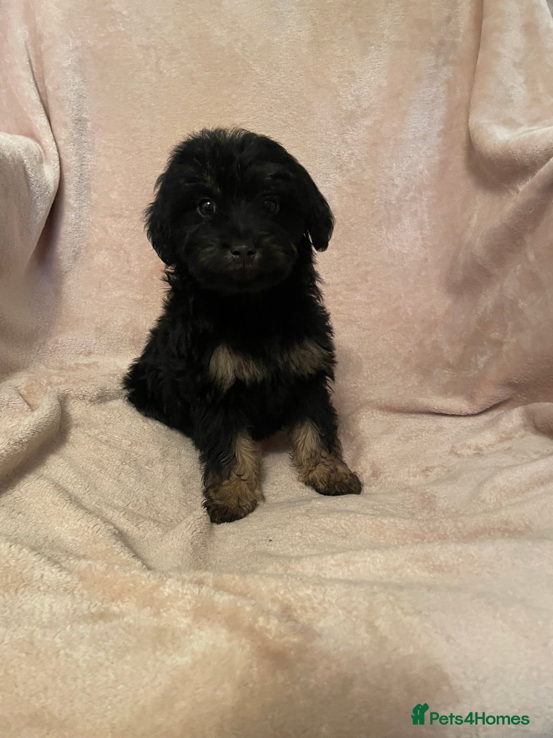 Cockapoo dogs for sale: Gorgeous f1 cockapoo puppies - Advert 17