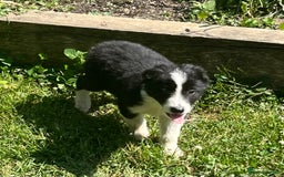Border Collie dogs for sale: Excellent litter of border collie puppies for sale in Witney - Image 7