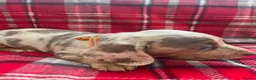 Dachshund dogs for sale: Beautiful dachshunds puppies  - Advert 8